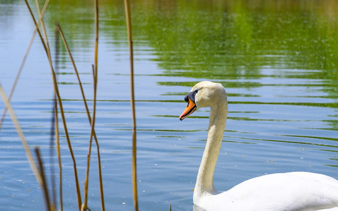 Bilderseite: Natur erleben rund um Dingolfing